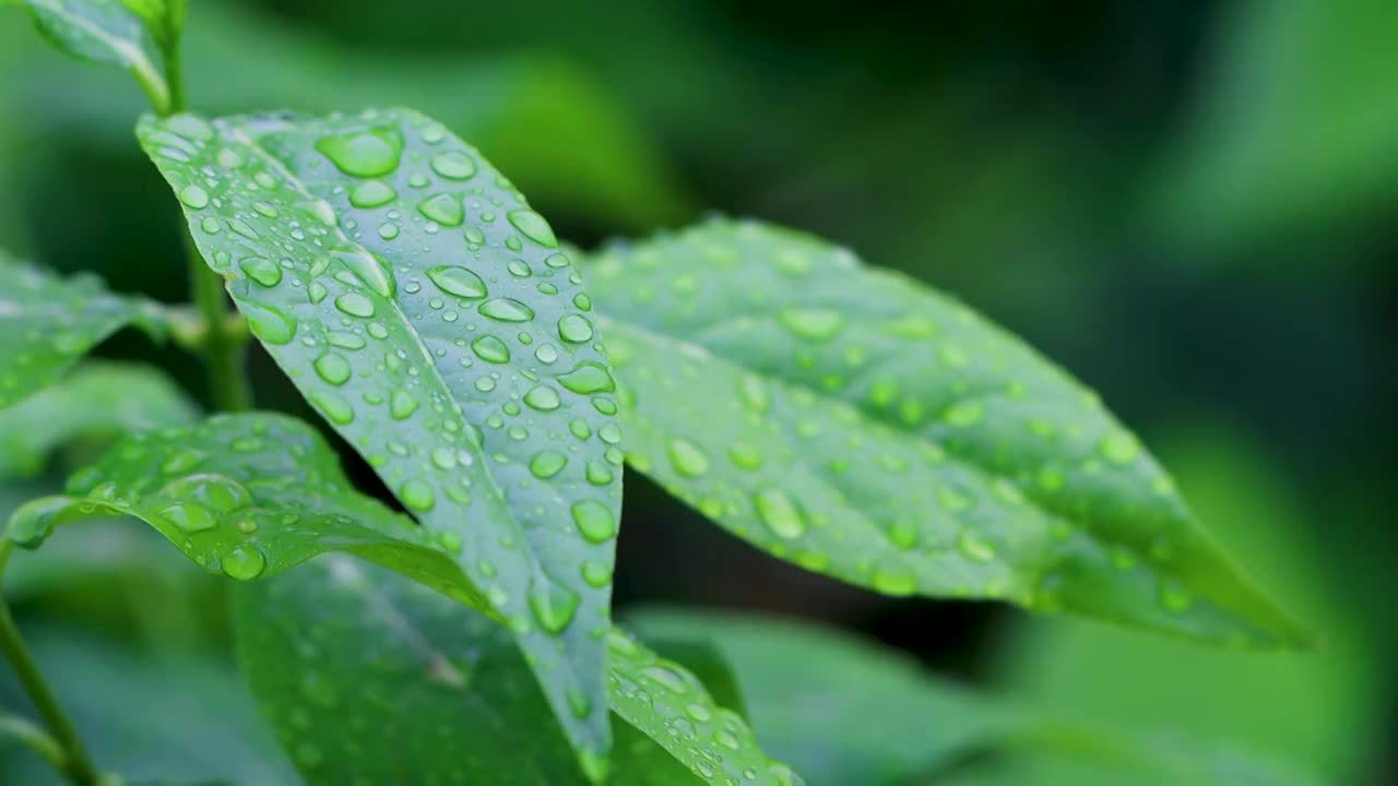 沾满雨滴的树叶视频素材