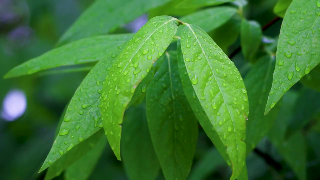 沾满雨滴的树叶视频素材