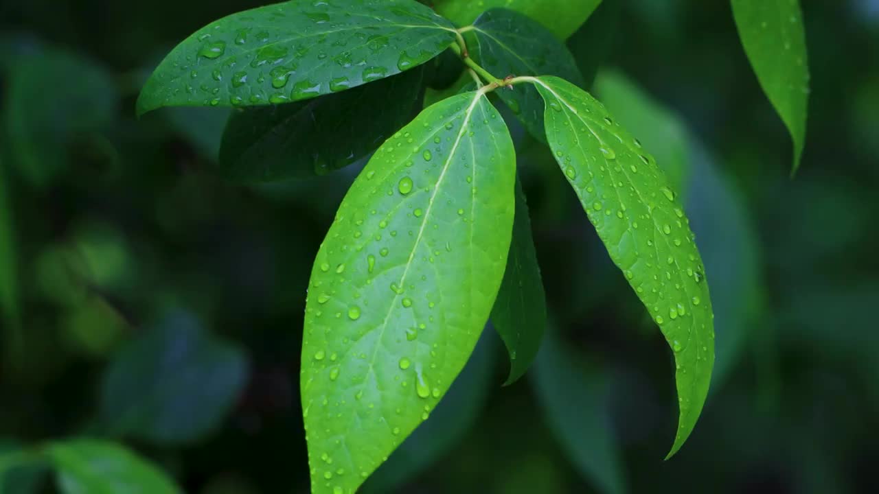 沾满雨滴的树叶视频素材