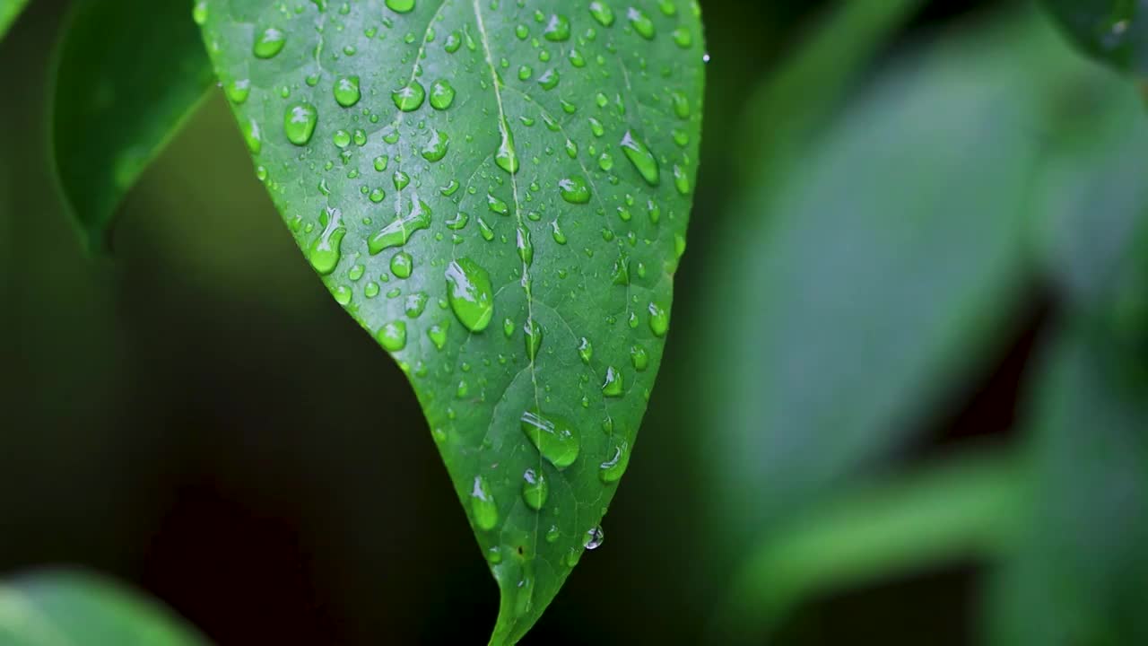 沾满雨滴的树叶视频素材