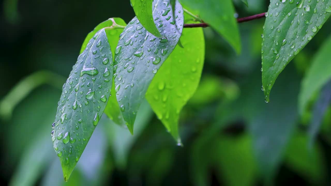 沾满雨滴的树叶视频素材