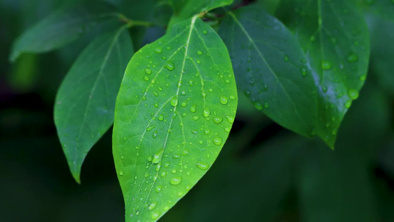 沾满雨滴的树叶视频素材