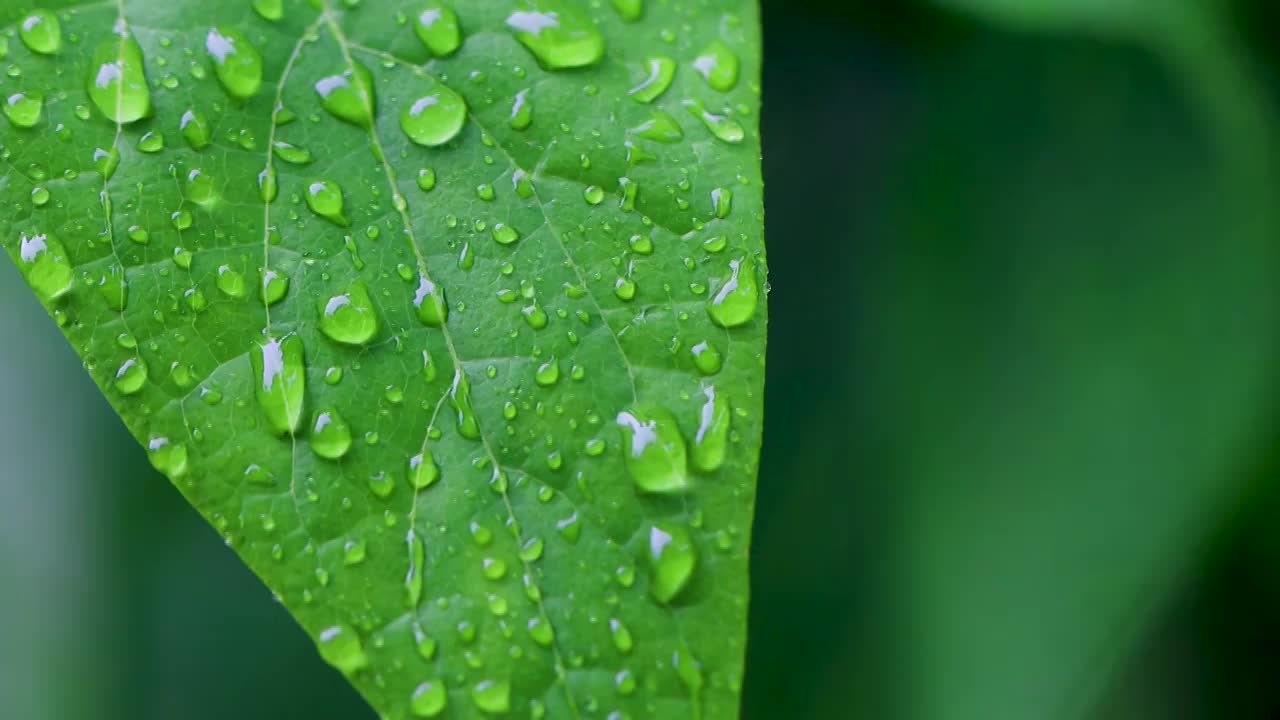 沾满雨滴的树叶视频素材