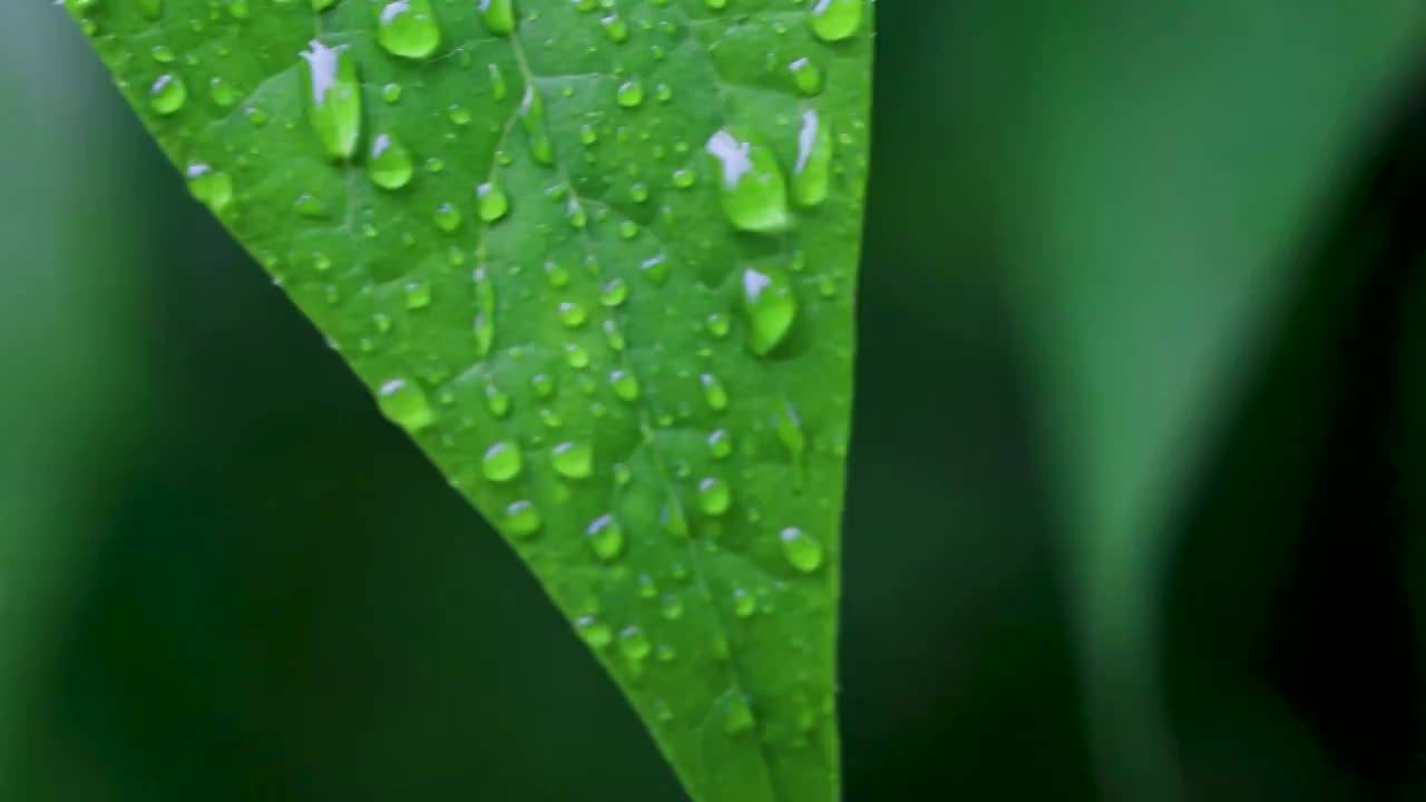 沾满雨滴的树叶视频素材