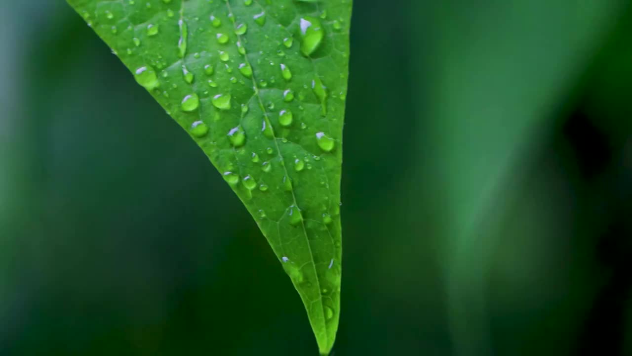 沾满雨滴的树叶视频素材