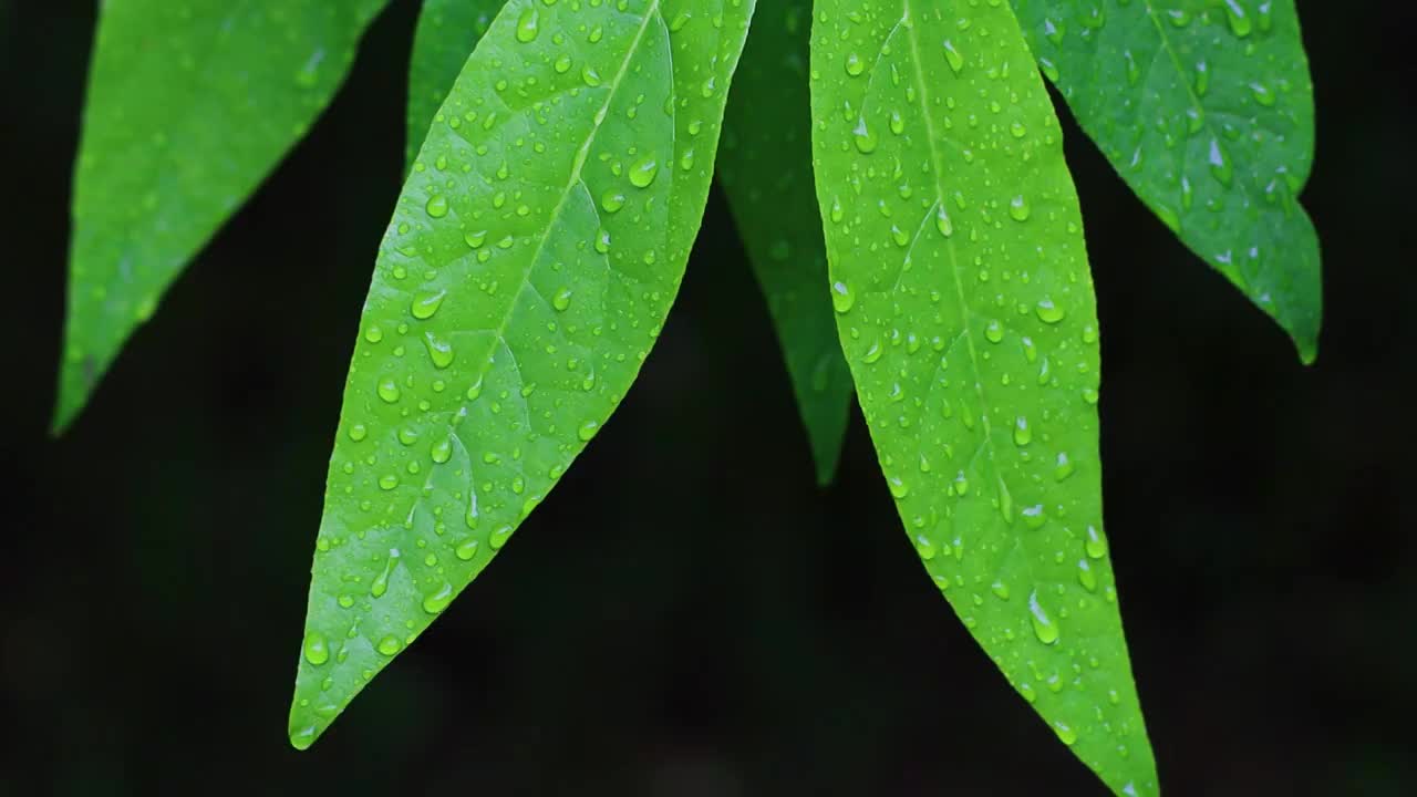 沾满雨滴的树叶视频素材