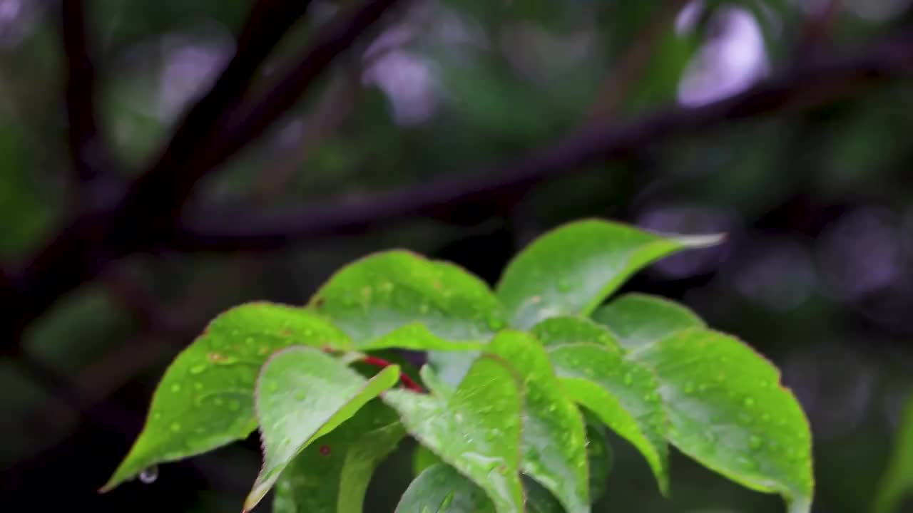 沾满雨滴的树叶视频素材