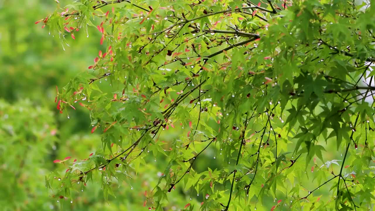 沾满雨滴的树叶视频素材