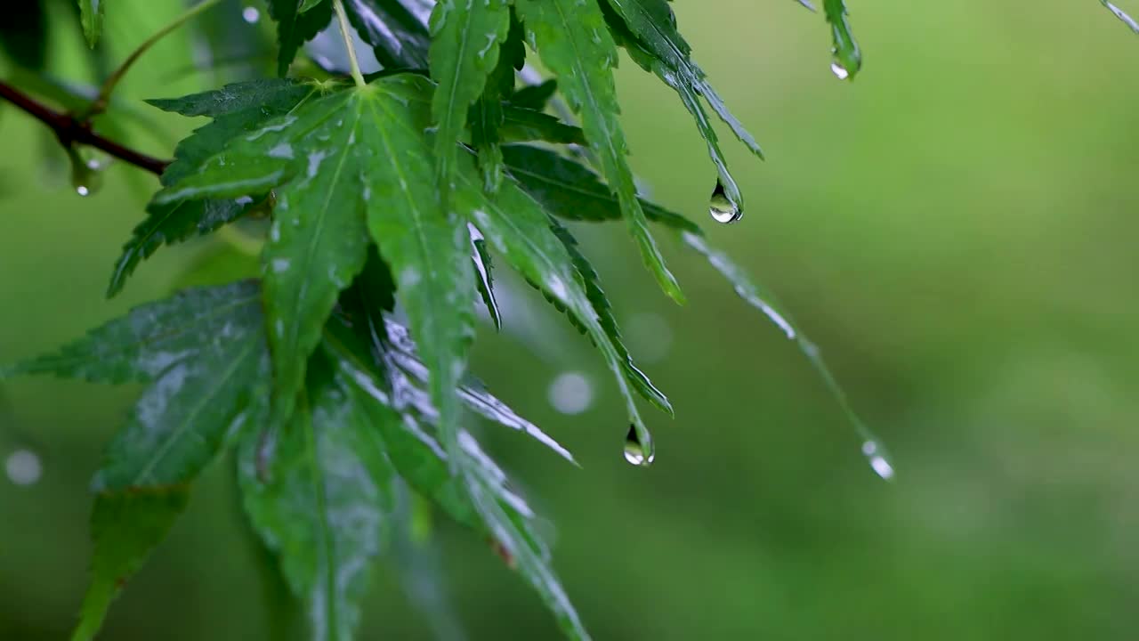 沾满雨滴的树叶视频素材