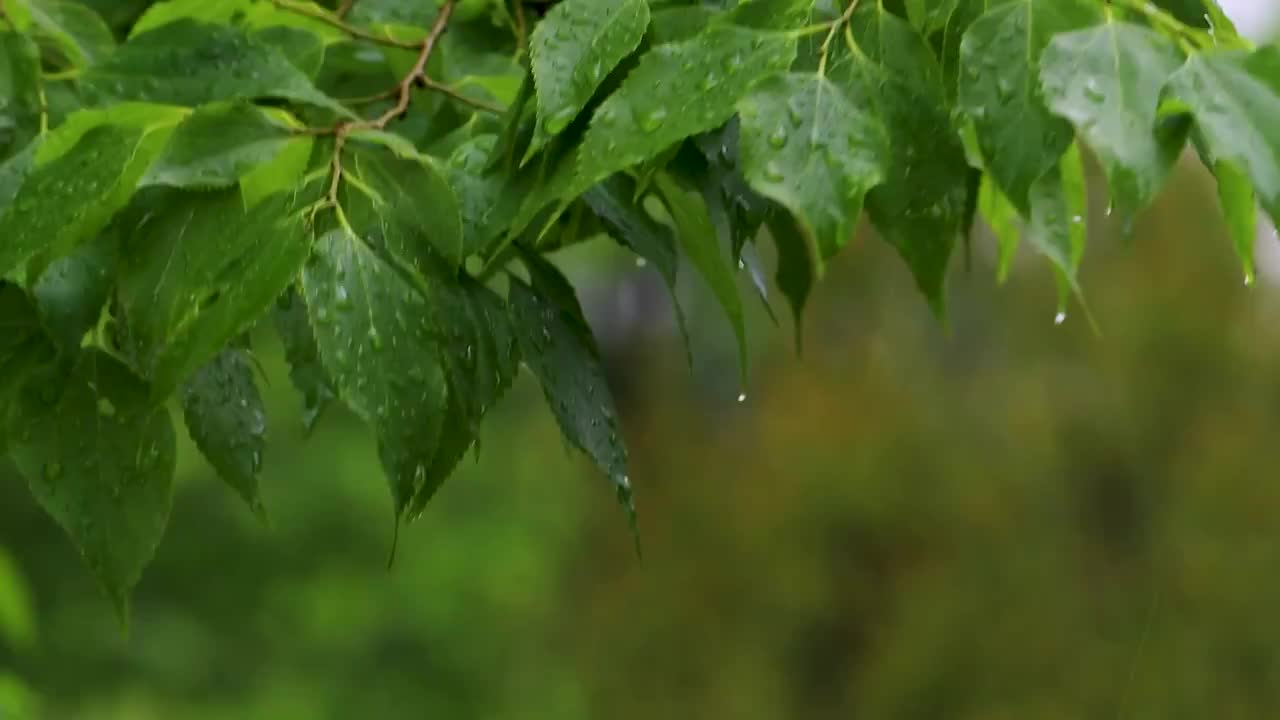 沾满雨滴的树叶视频素材