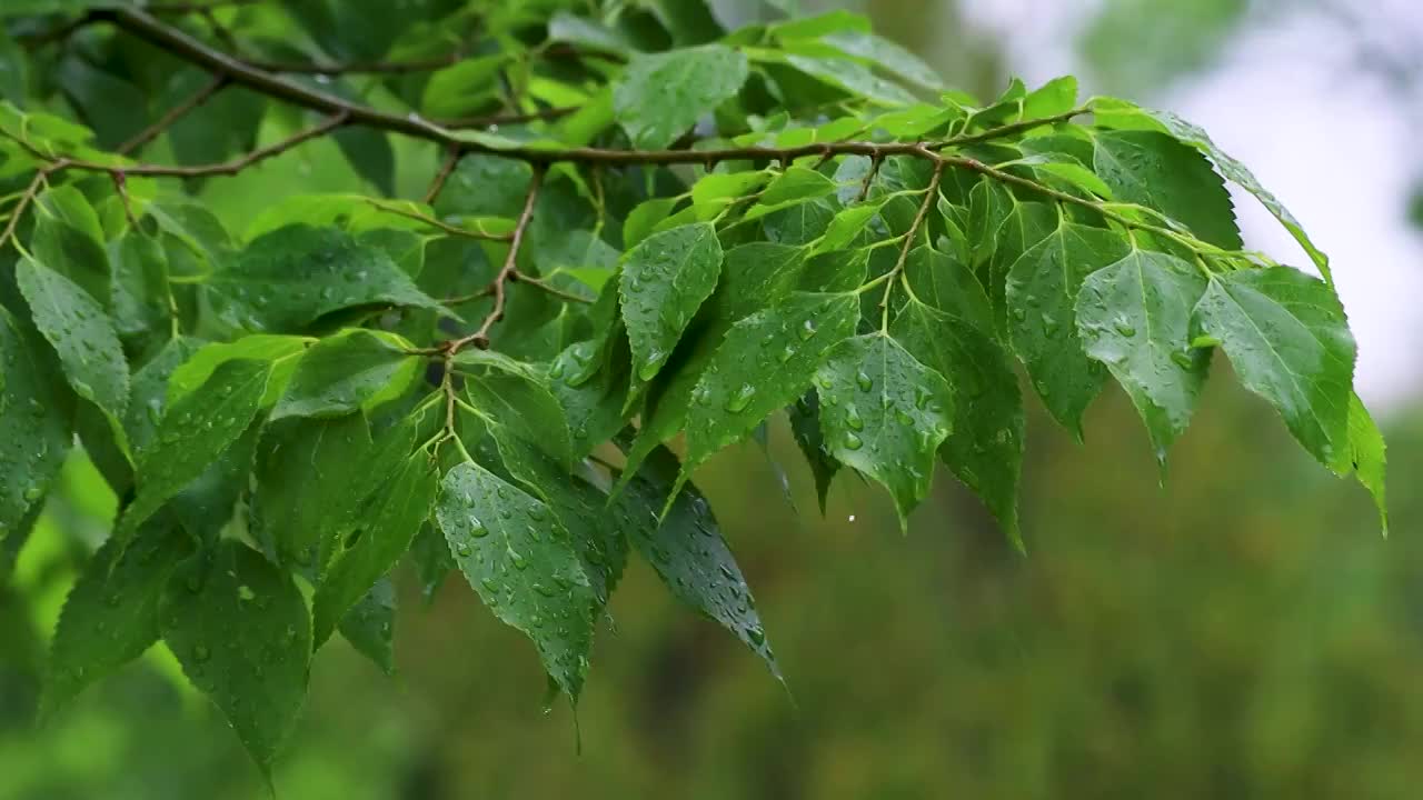 沾满雨滴的树叶视频素材