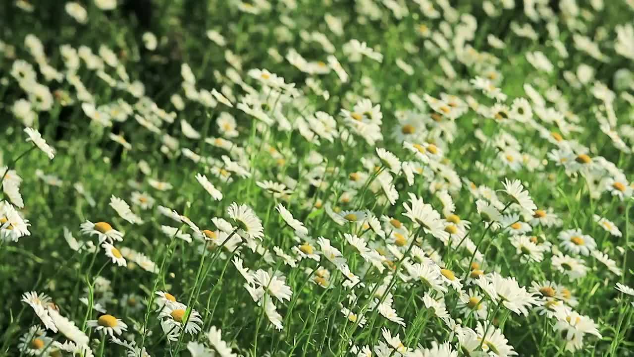 阳光下随风摇曳的大白菊花丛视频素材