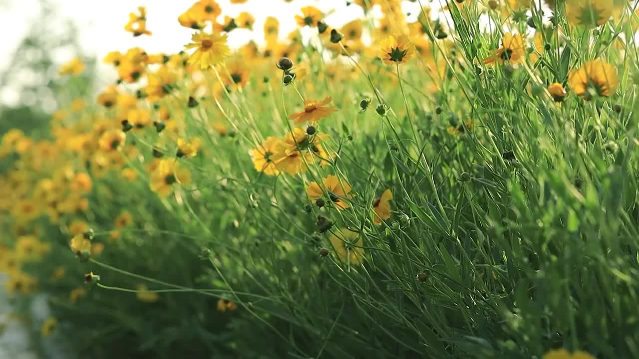 低视角金鸡菊花海在阳光和微风吹拂下，展现出浪漫的光影和呼吸感视频素材