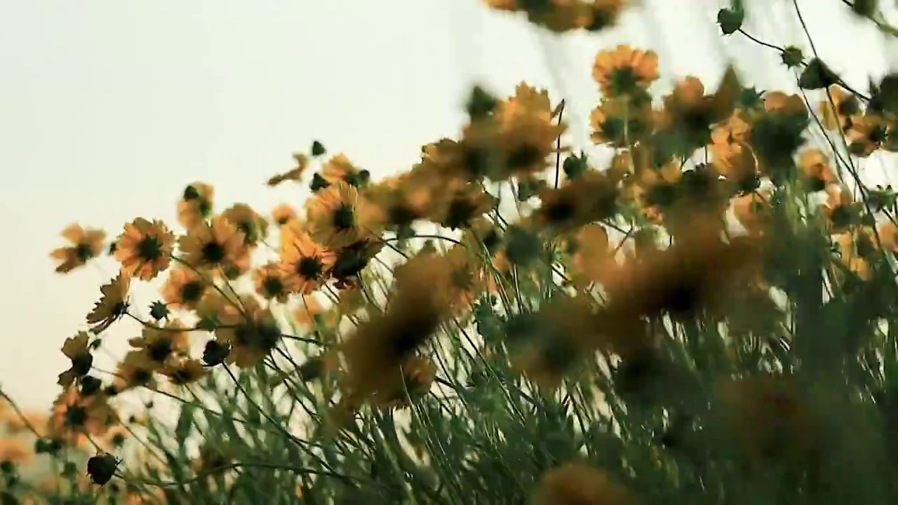 夕阳下黄色的菊花花丛在风中摇曳，充满了自然和谐温馨画面感视频素材