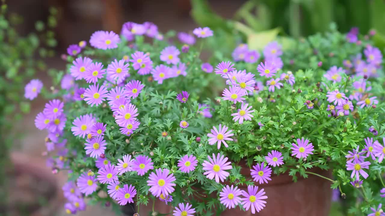 紫色花姬小菊视频素材