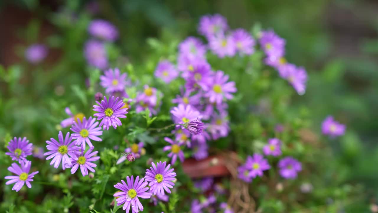 紫色花姬小菊视频素材