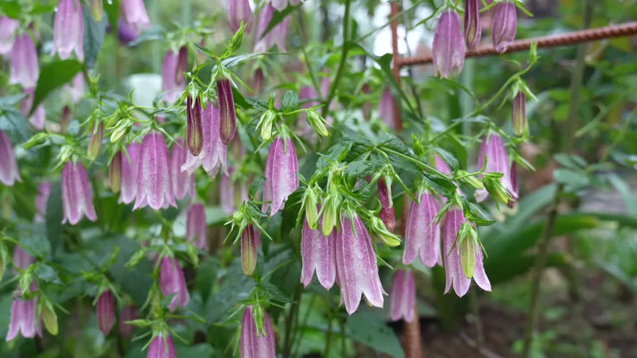 紫斑风铃花视频素材