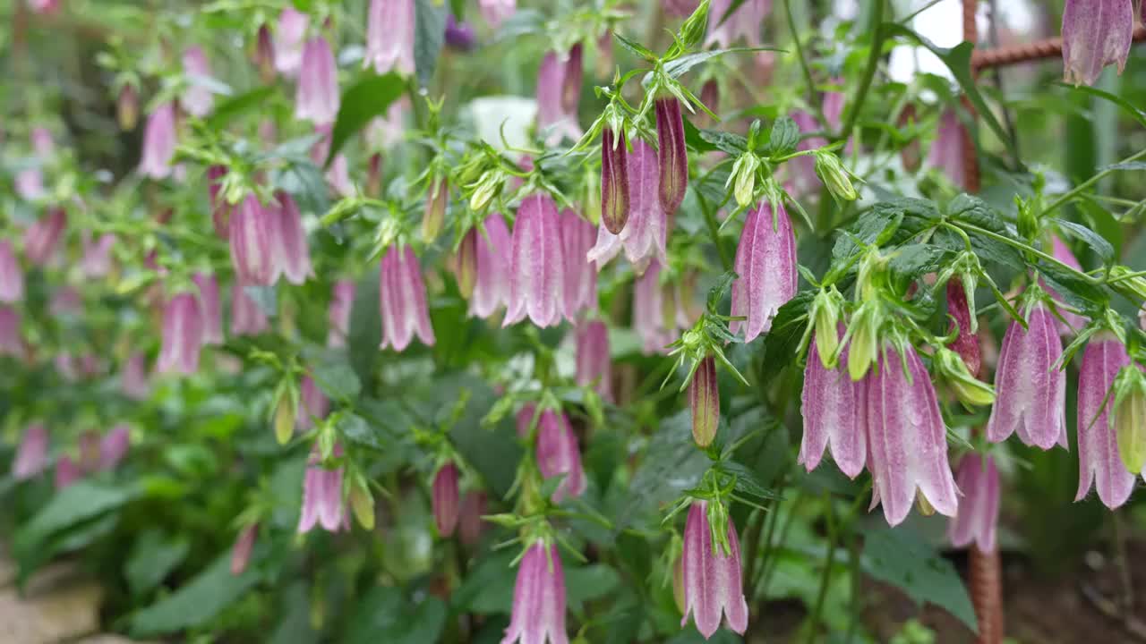 紫斑风铃花视频素材