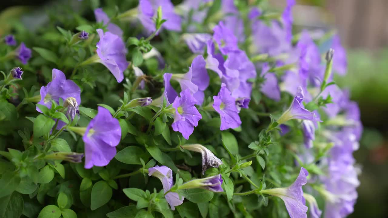 紫色矮牵牛花视频素材