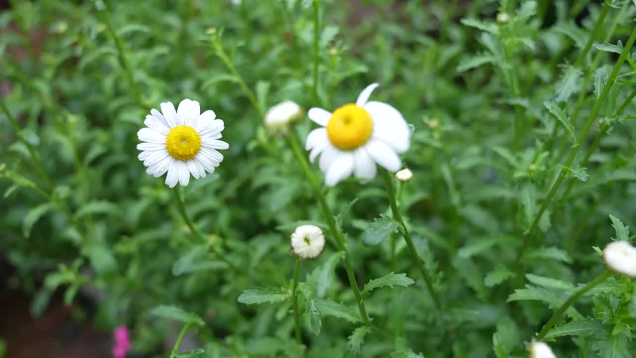 白色大滨菊视频素材