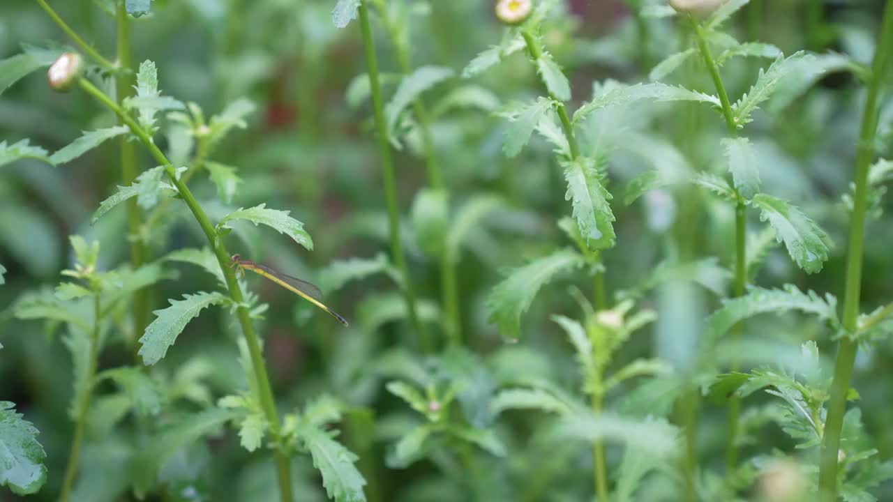 白色大滨菊视频素材