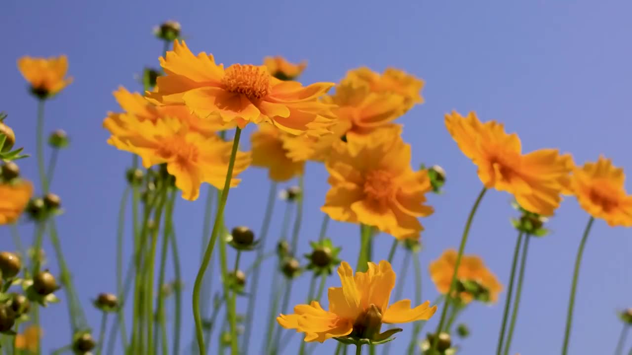 波斯菊在阳光下盛开视频素材