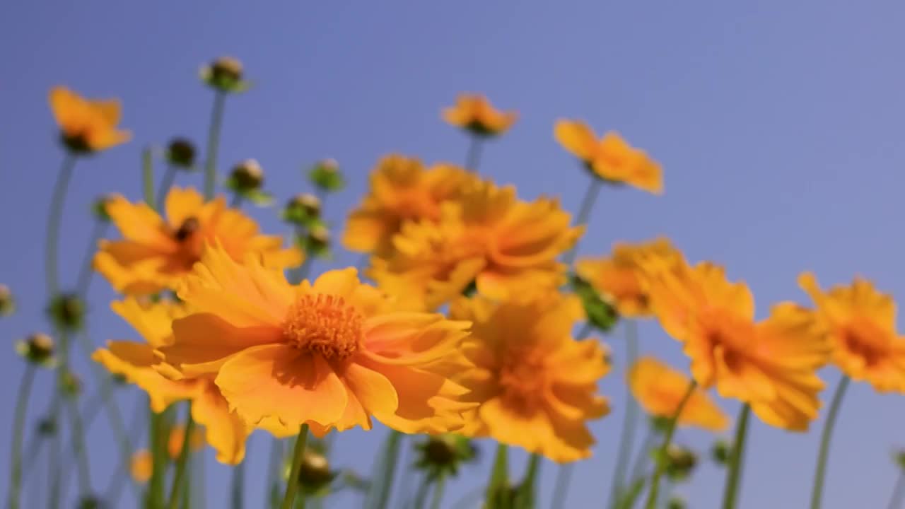 波斯菊在阳光下盛开视频素材