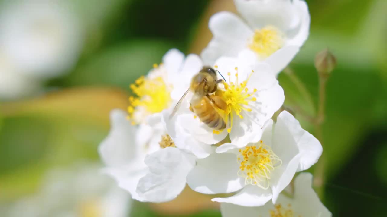 蜜蜂在花蕊里采蜜视频素材