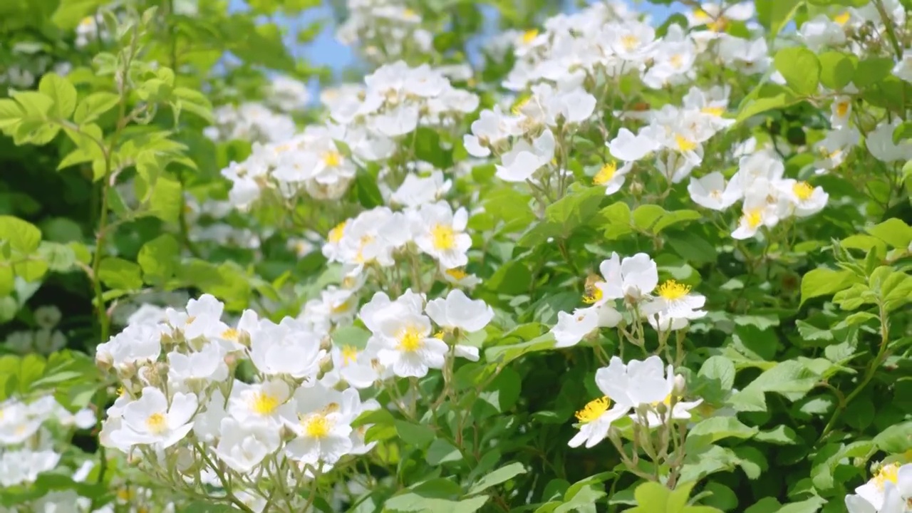 花团锦簇蜜蜂采蜜视频素材