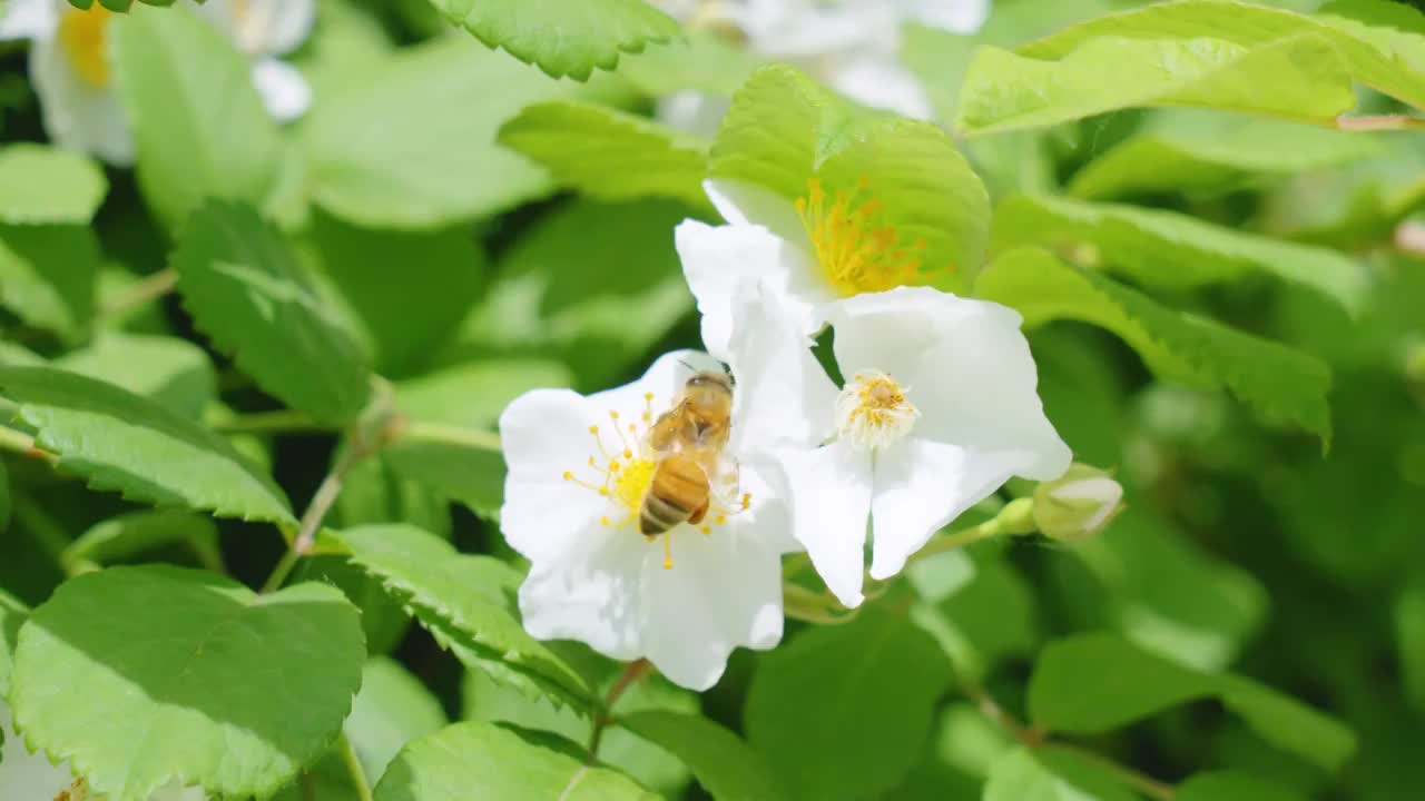 采蜜的蜜蜂视频素材