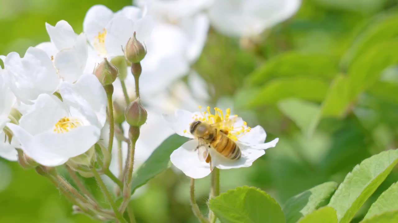 采蜜的蜜蜂视频素材