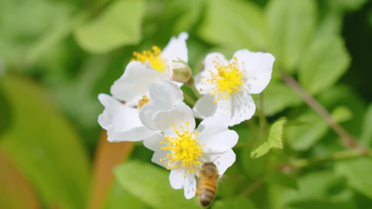 蜜蜂采蜜视频素材