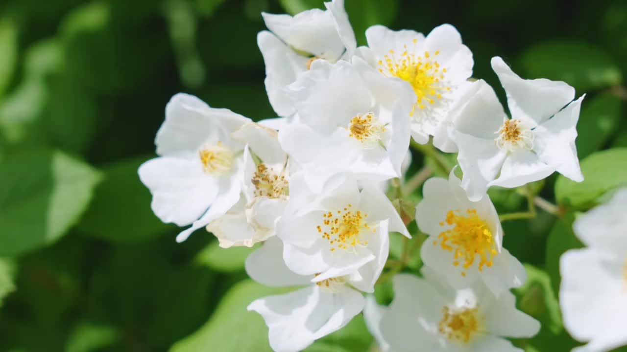 蜜蜂在花簇里采蜜视频素材