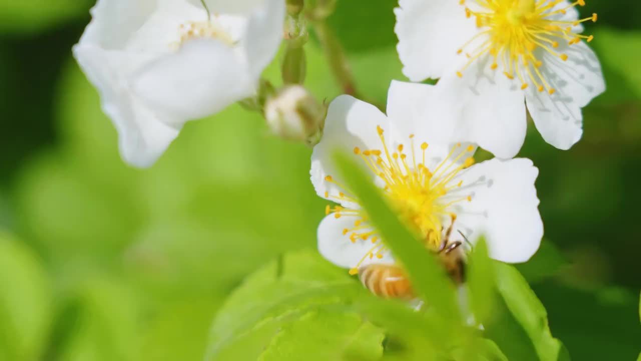 采蜜的小蜜蜂视频素材