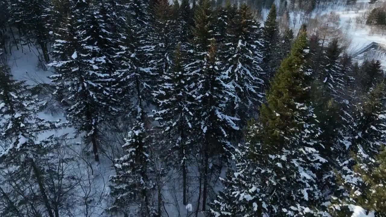 黑龙江雪乡冬季林海雪原森林风光航拍视频素材