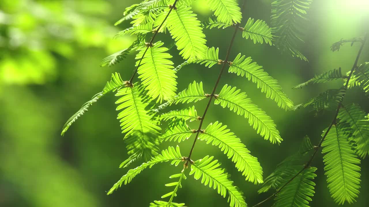 4K拍摄随风摇曳的绿色水杉树叶视频素材