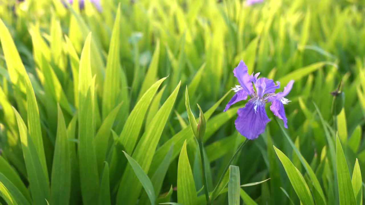 鸢尾花特写视频素材