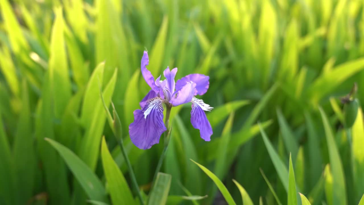 鸢尾花特写视频素材