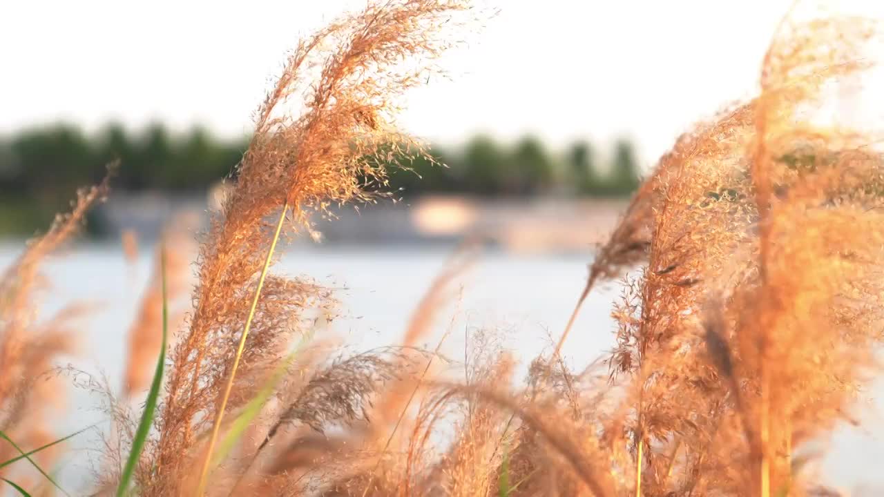 湖边芦苇随风飘荡视频素材