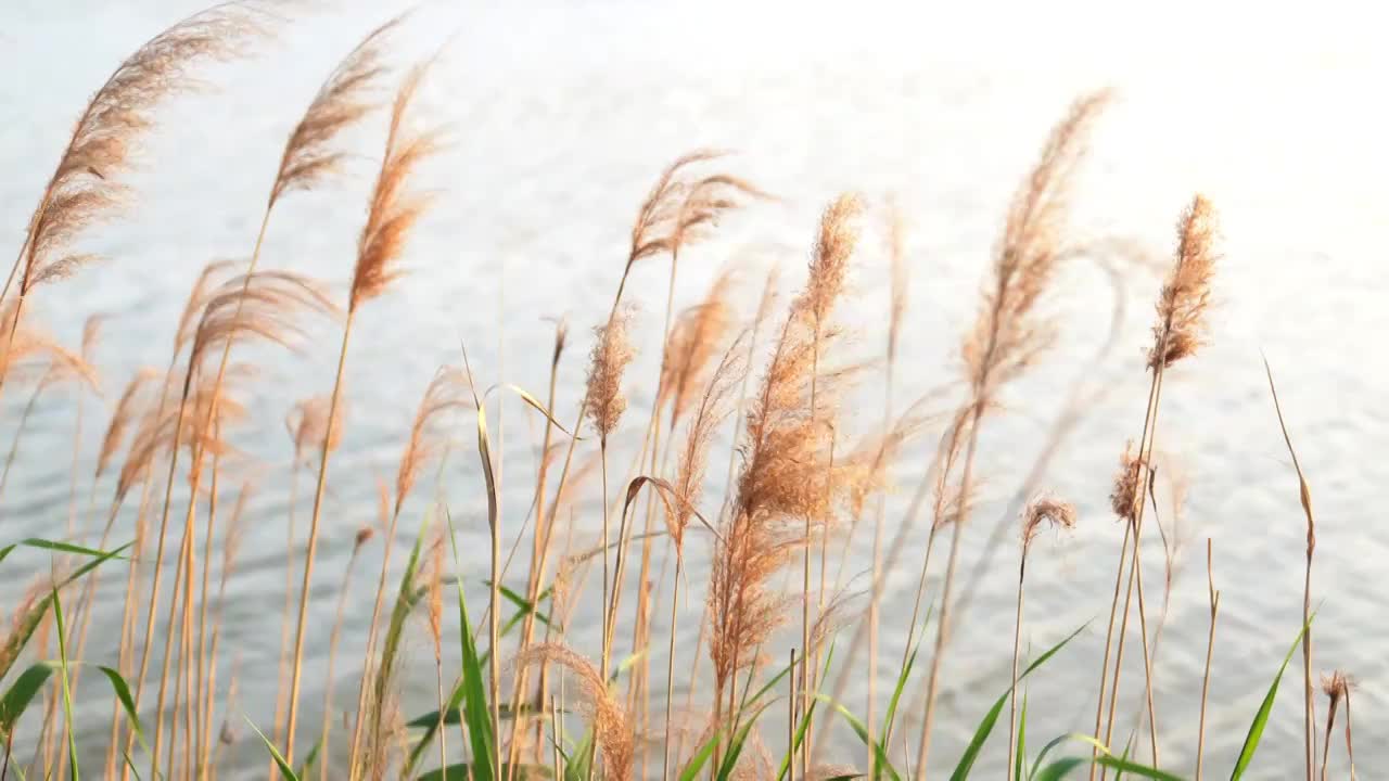 湖边芦苇随风飘荡视频素材