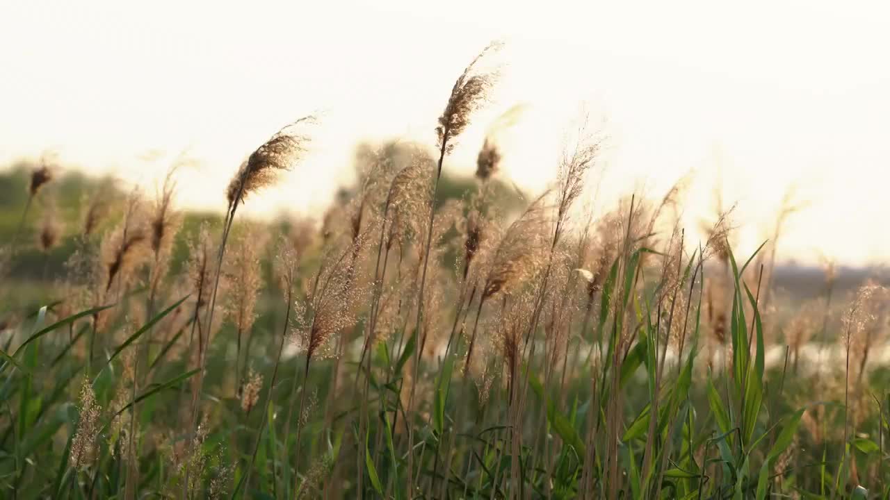 湖边芦苇随风飘荡视频素材