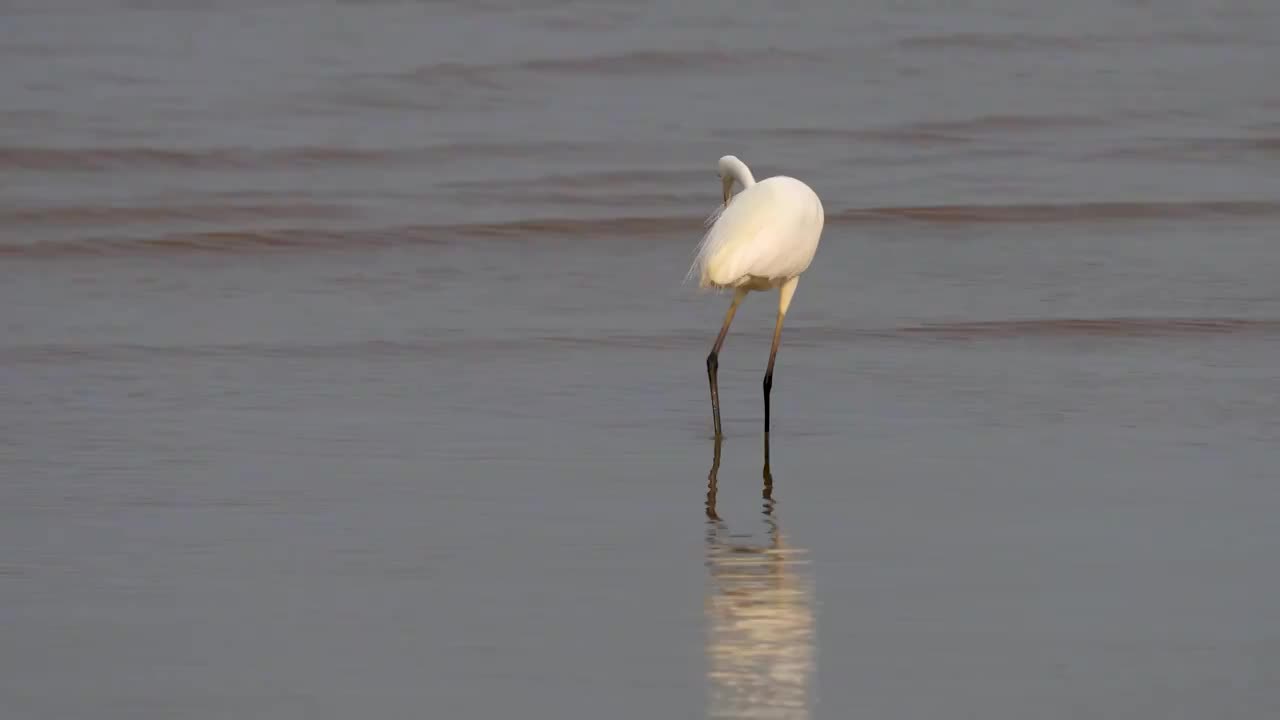 一只白鹭鸟在湖岸浅滩里活动，或快速行走于沼泽中或驻守水中觅食小鱼小虾及软体动物视频素材