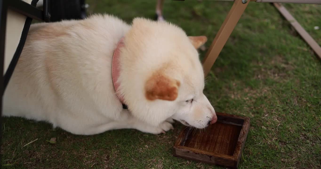 草地上的白色柴犬喝水慢镜头视频素材