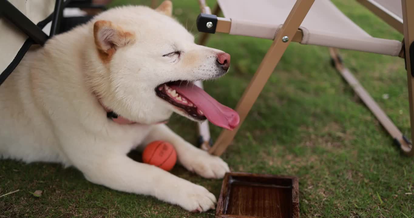 草地上的白色柴犬喝水慢镜头视频素材