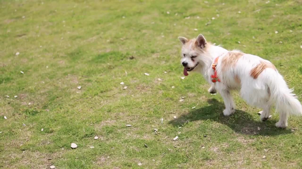 草地上奔跑的狗慢镜头视频素材