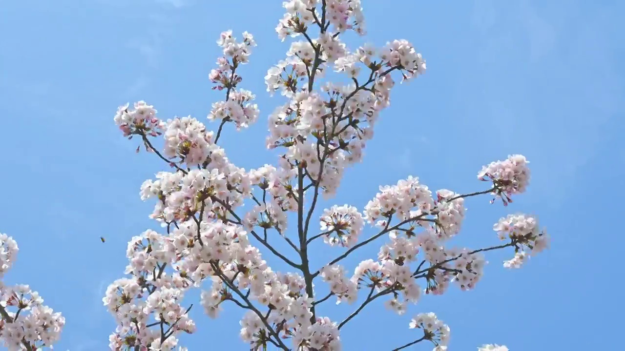 春天蓝色天空背景和盛开的樱花树视频素材