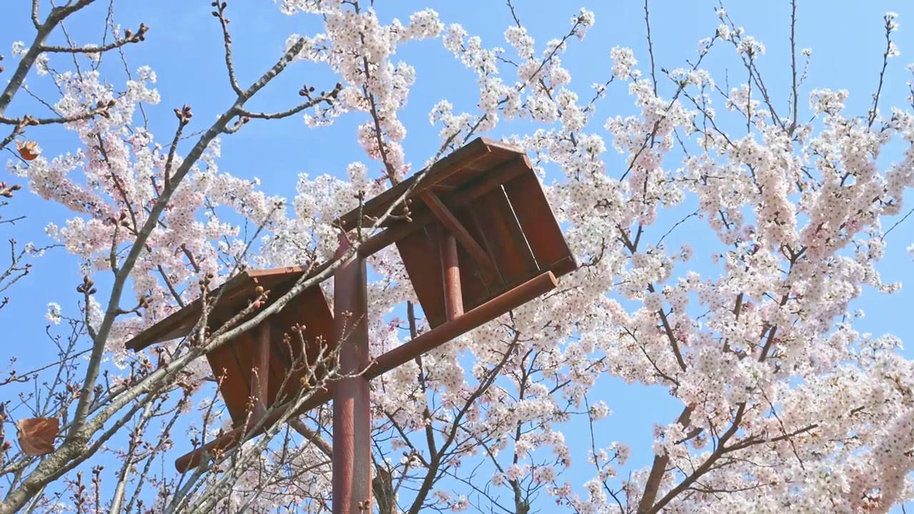 春天蓝色天空背景和盛开的樱花树视频素材