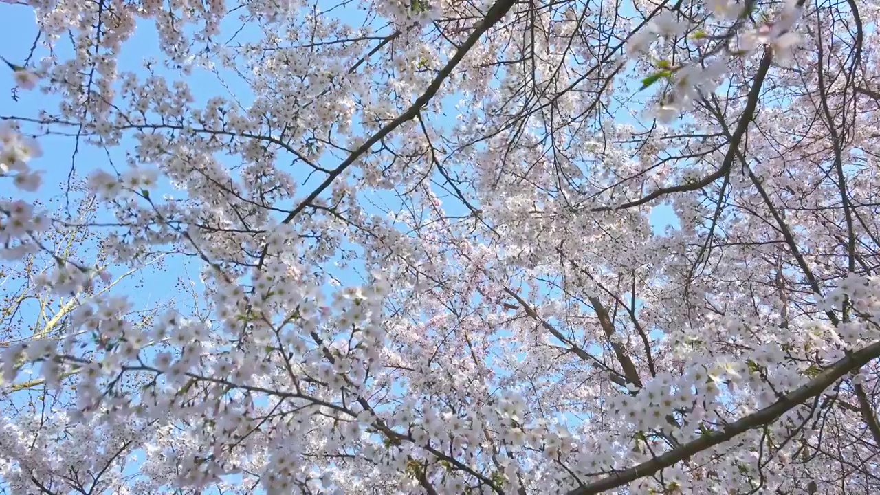 春天蓝色天空背景和盛开的樱花树视频素材