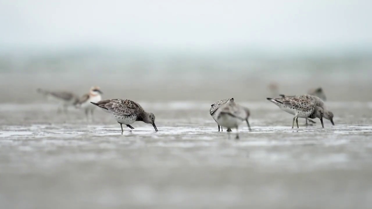 沿海岸线迁徙，于海滨河滩沼泽等湿地中觅食的大滨鹬鸟视频素材