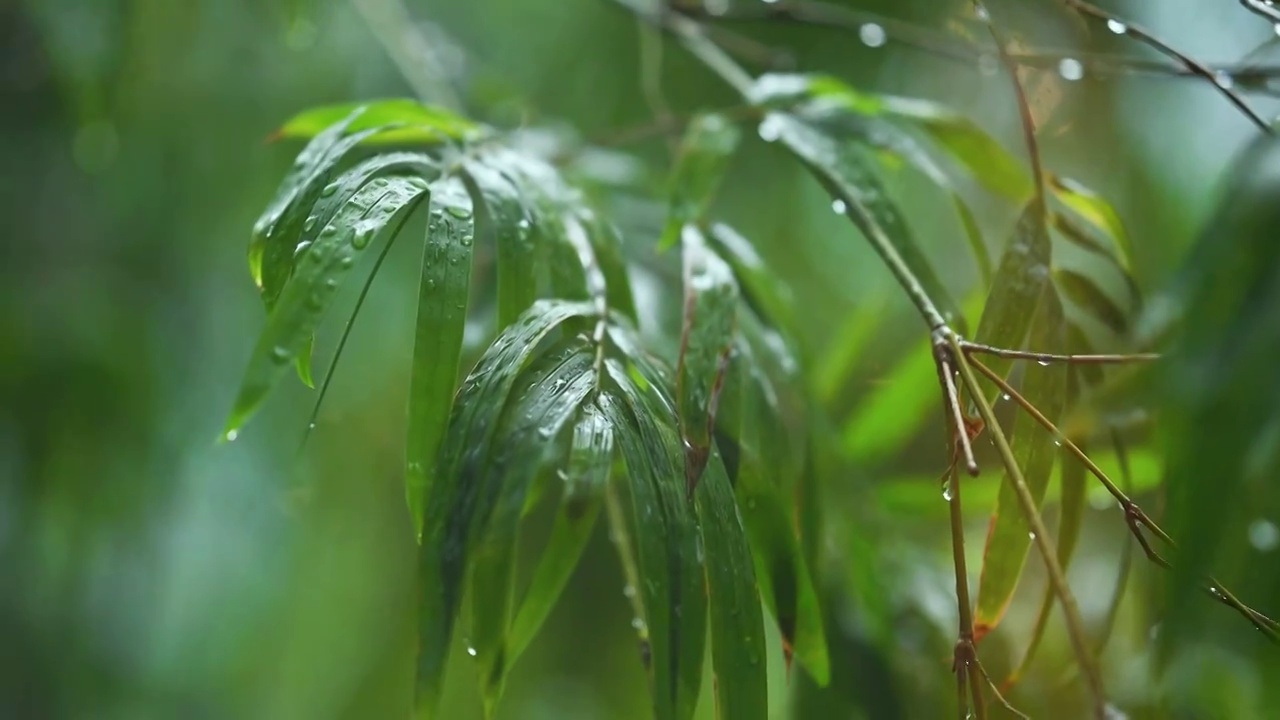 小雨雨中滴落的雨滴视频素材